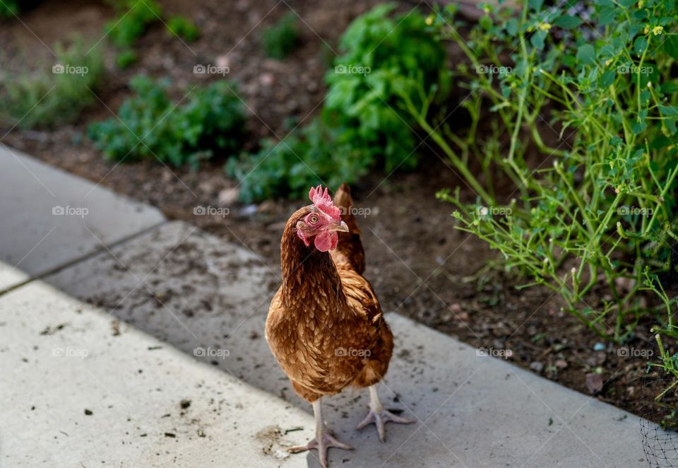 A Lone free range chicken walking in a garden