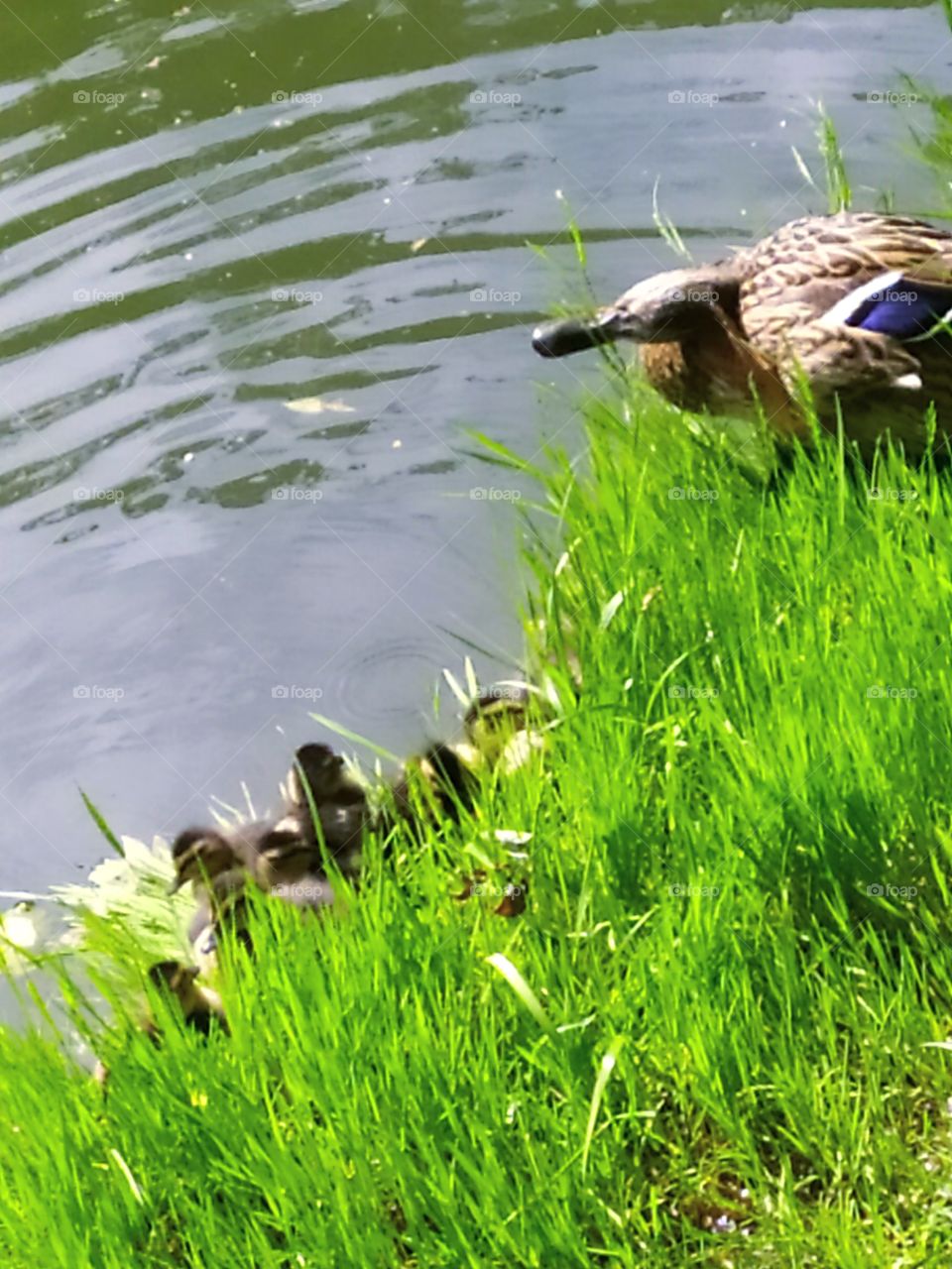 Duck and ducklings on the river bank.