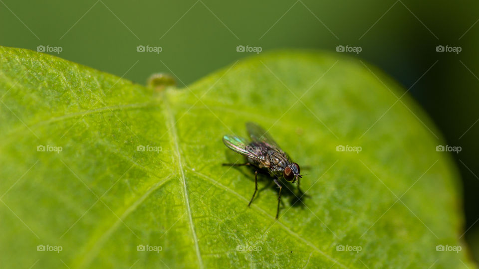 fly on a green leaf closeup