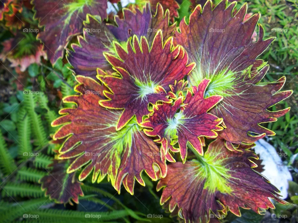 tropical plant