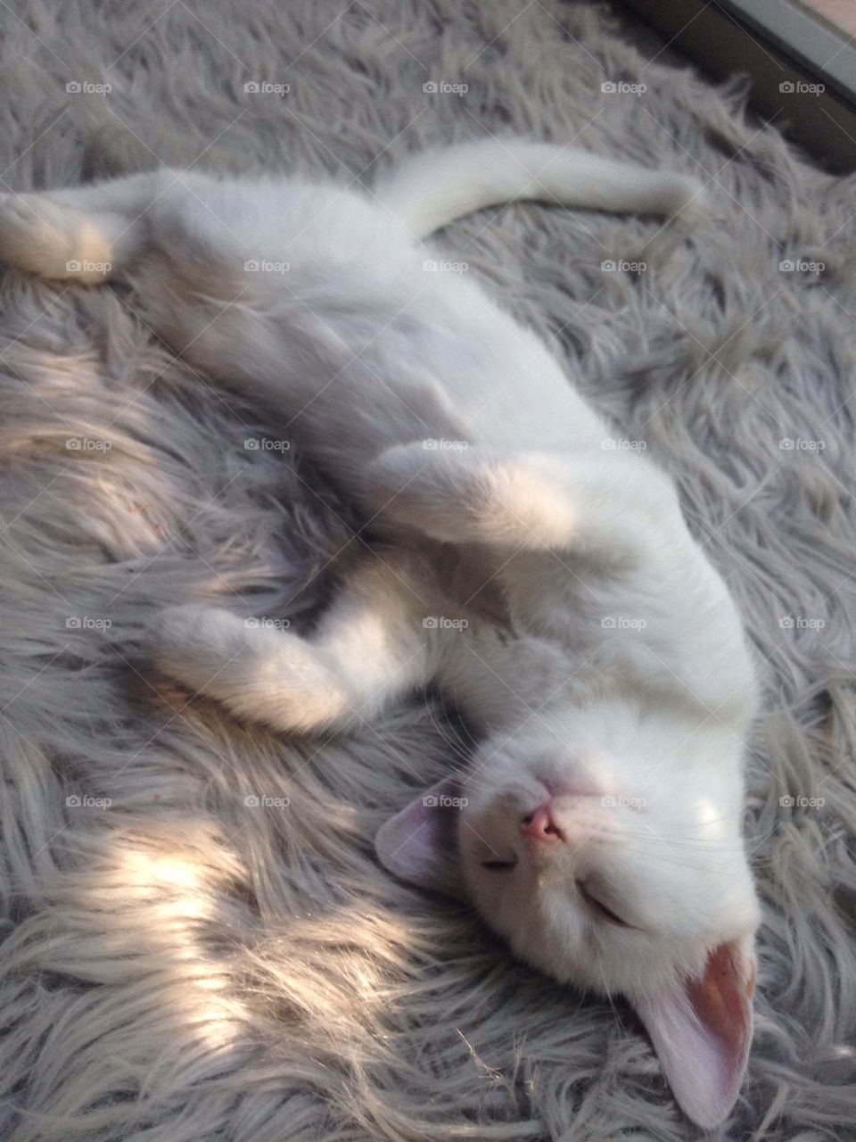 A little white kitten lazes in the sunbeams filtering through the window.