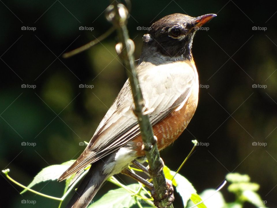 Profile of Robin