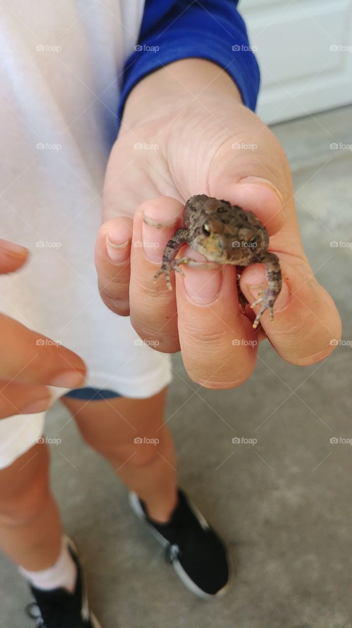 lil' frog buddy