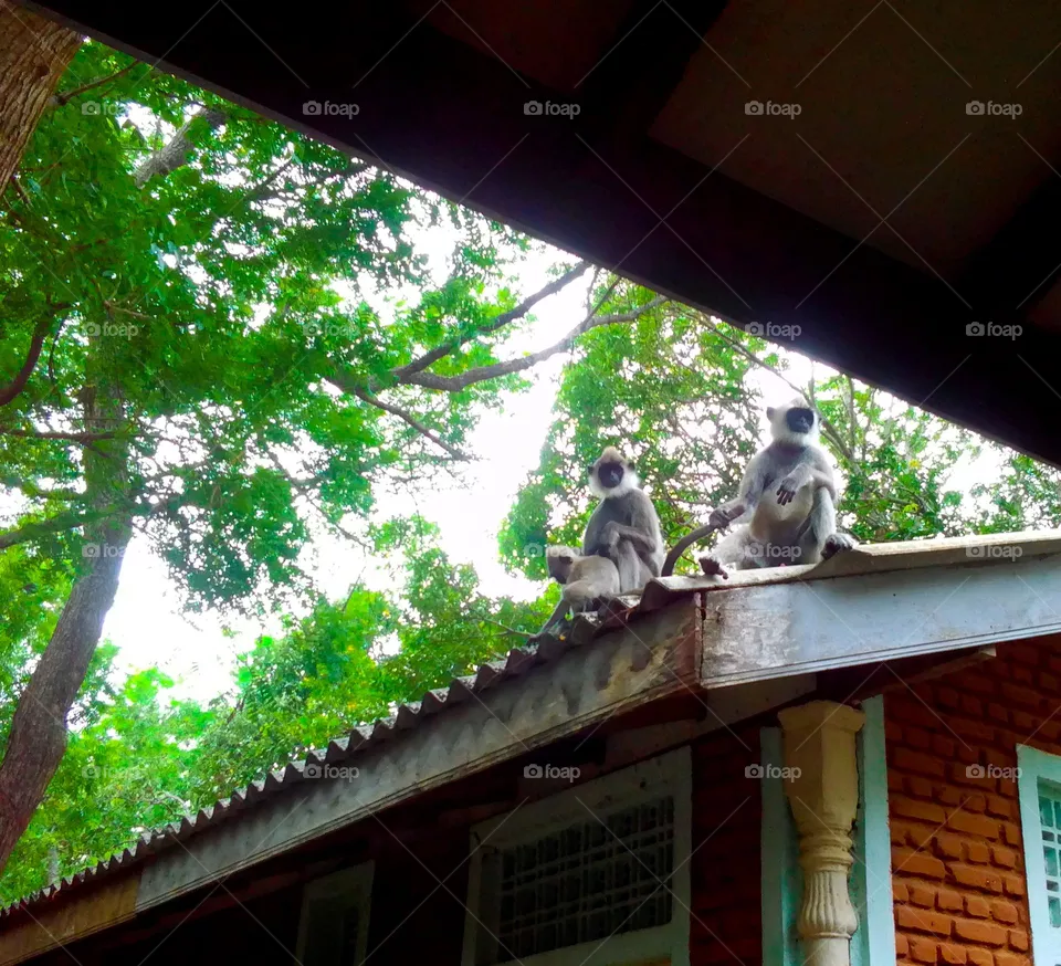 monkeys / Sri lanka / Nature🌱 /  monkey family / Sri lankan monkeys / village.