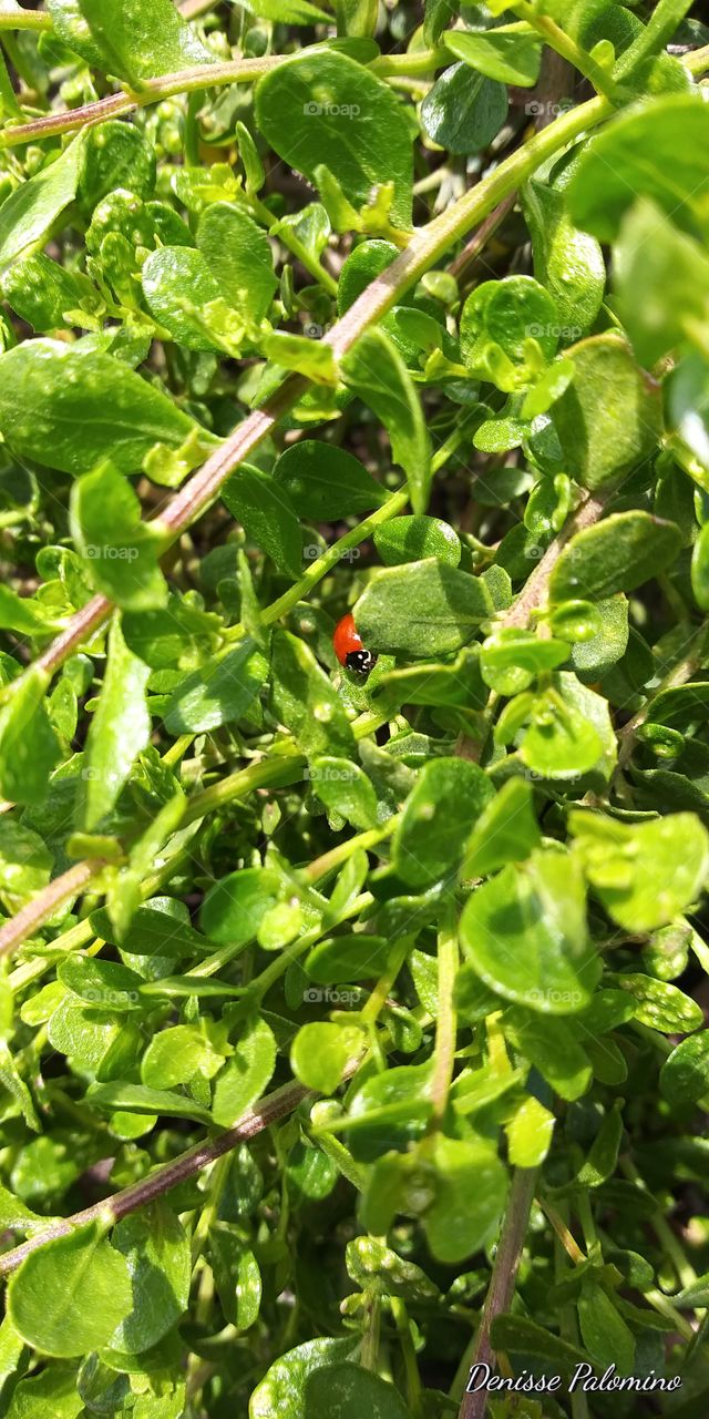 Lady bug in green bush.