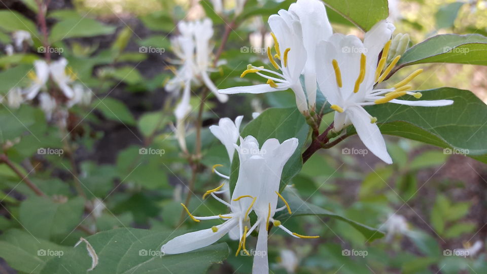 Woodland Blooms