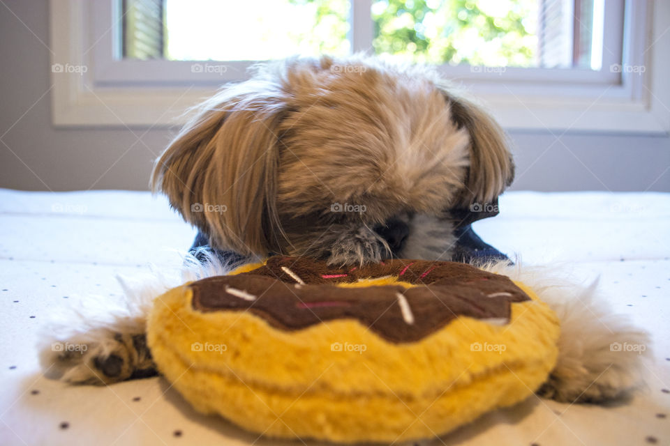 Cute dog playing with donuts