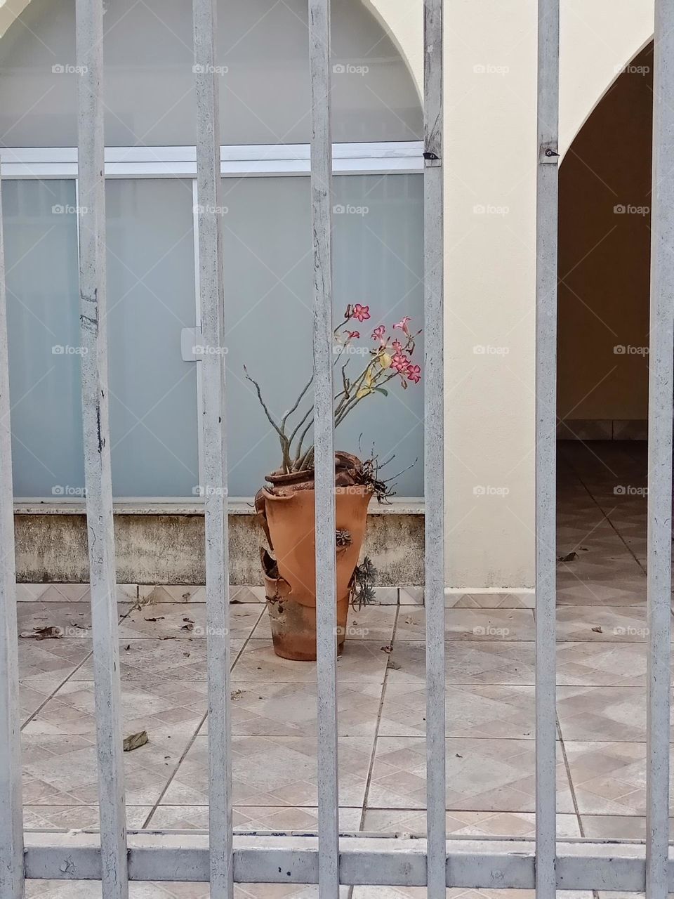 Abandoned house for sale with a broken ceramic vase, with a pink desert rose, view from front gate