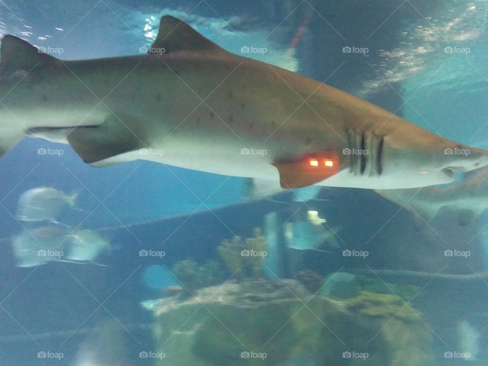 Cleveland Aquarium 5