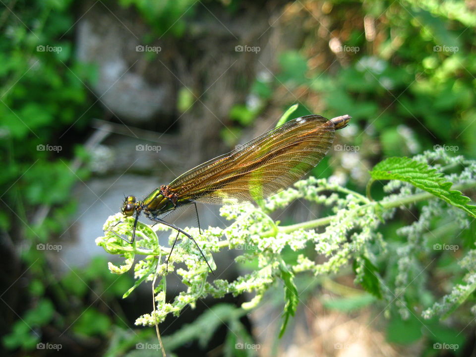 Close-up of a insect on flower