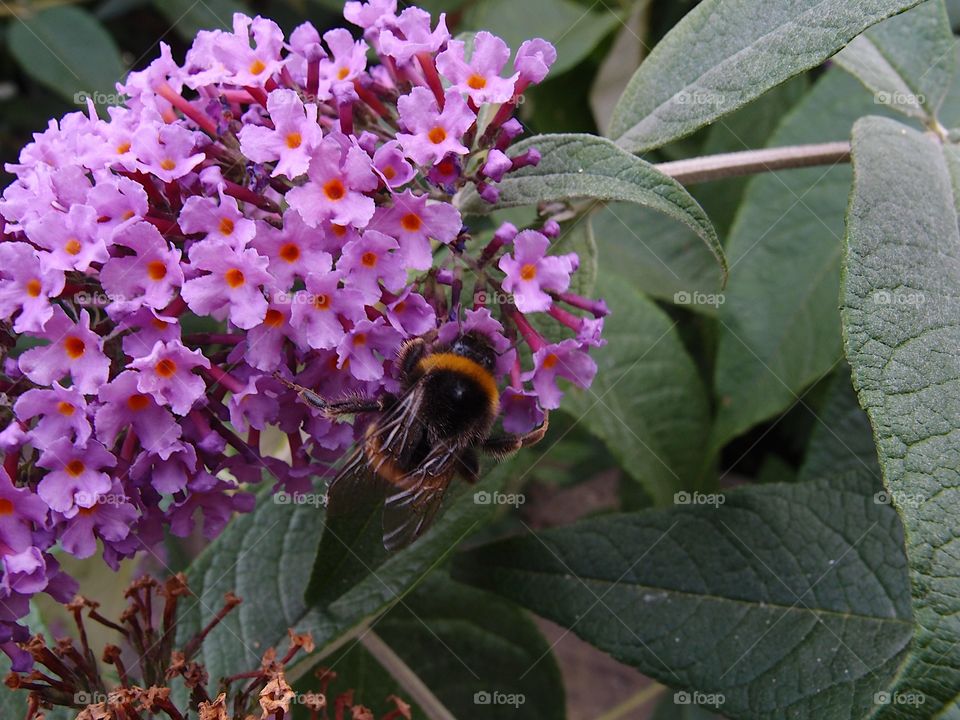 Bright big bees pollinate beautiful little purple flowers bunched together on a plant with large green leaves in a garden on a sunny day. 