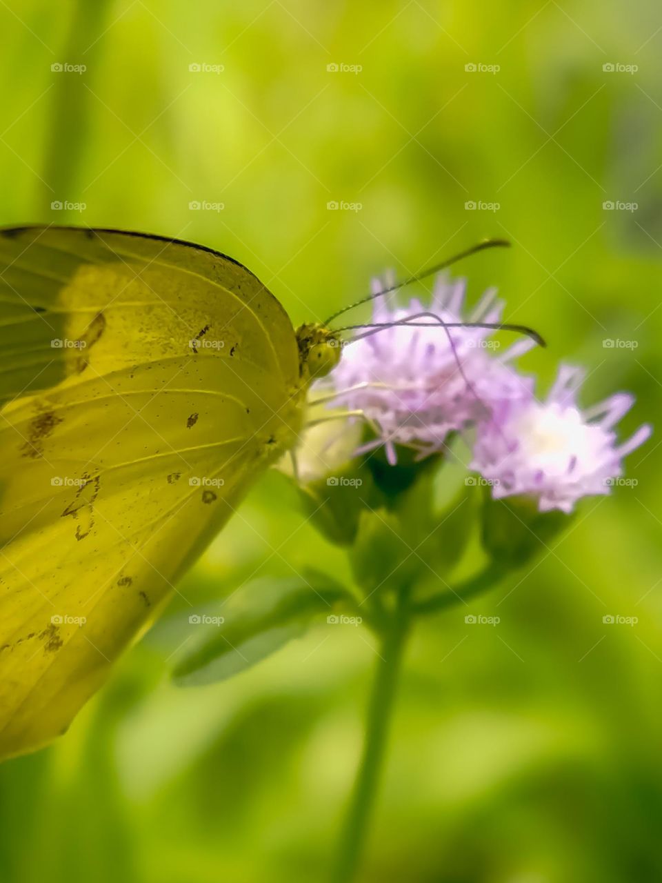 butterfly sucks flower nectar