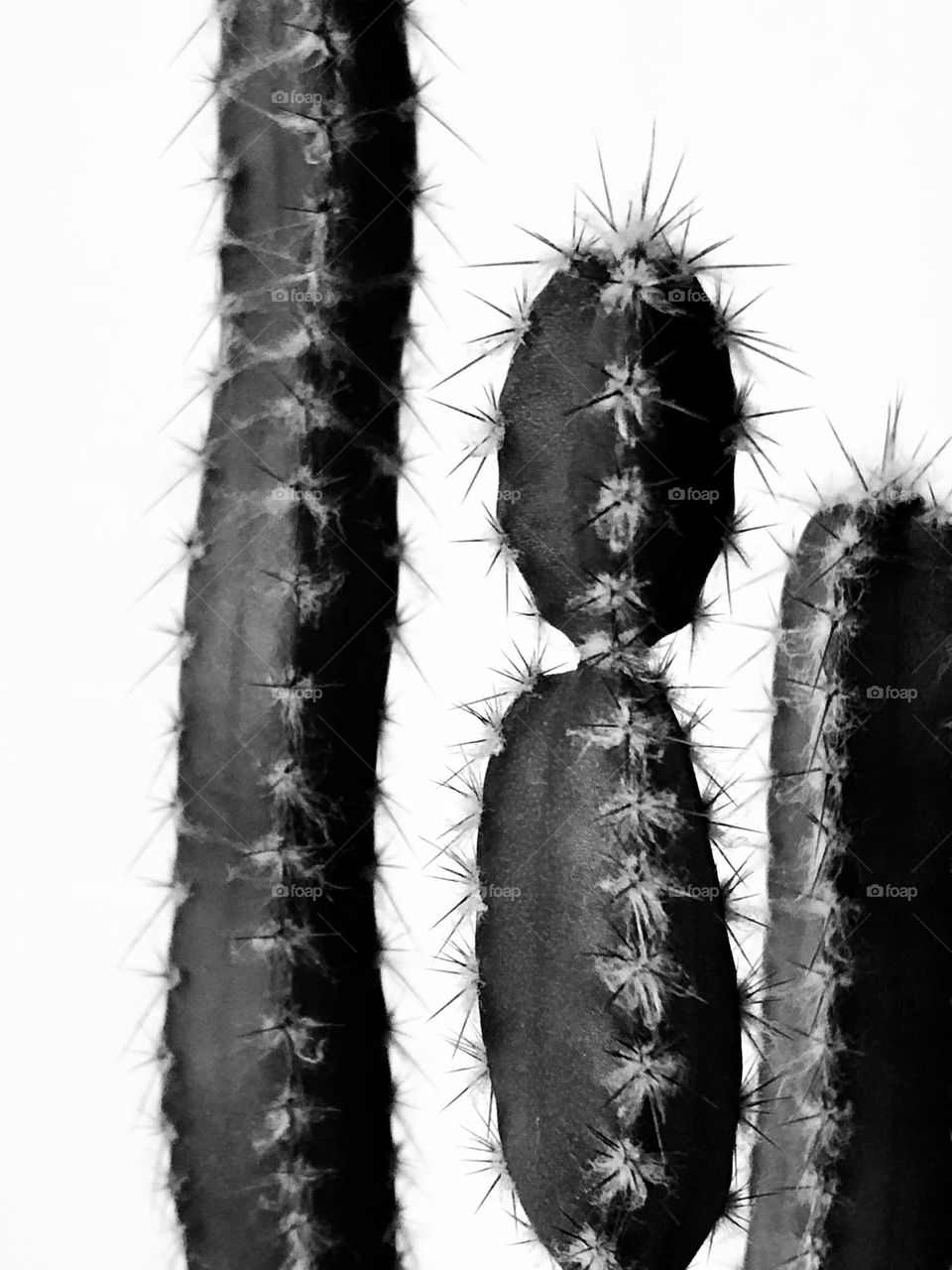 Black and white cactus