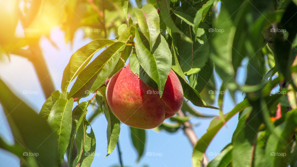 Bright juicy peach hangs on a tree in sunny day