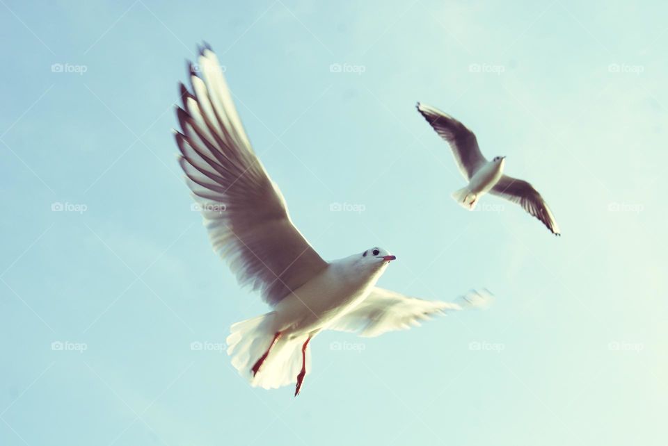 2 birds are flying so pretty