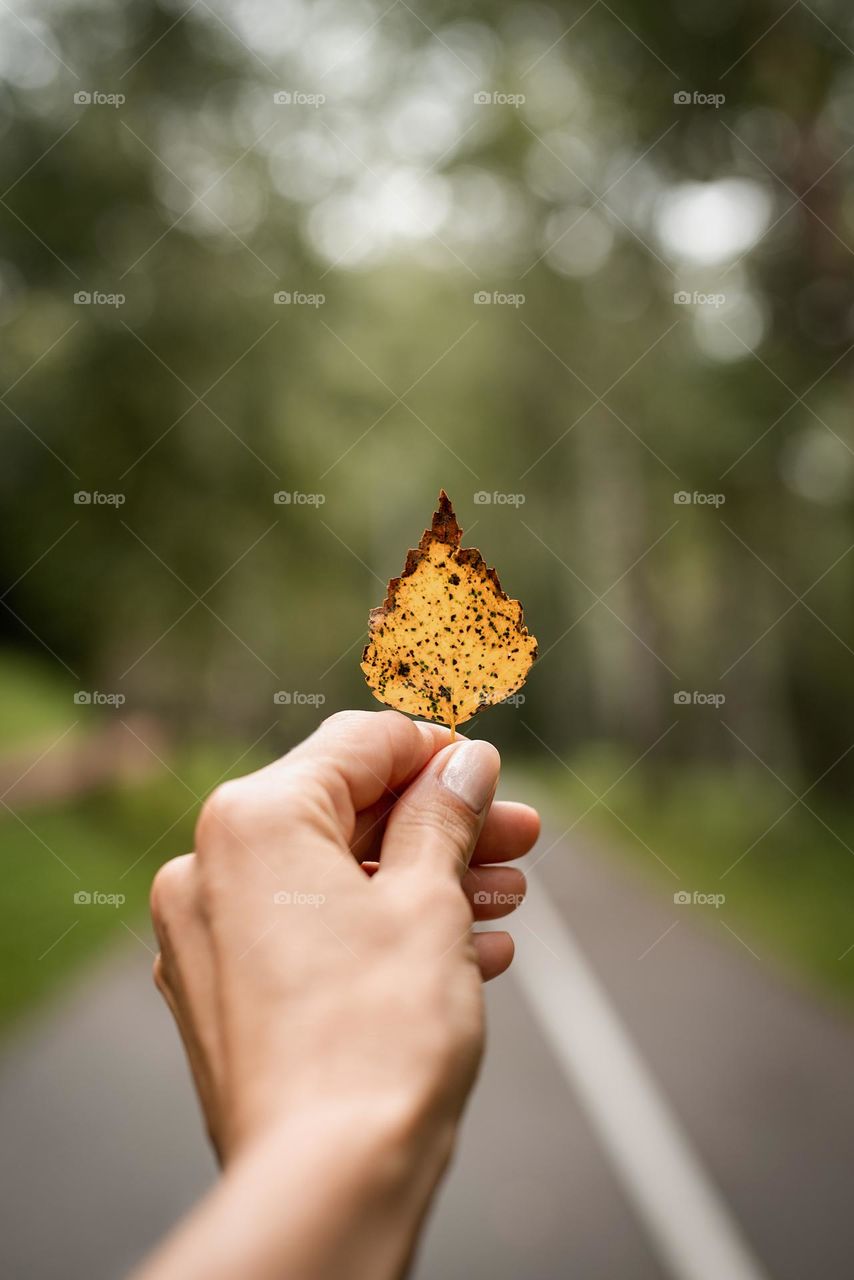 yellow leaf