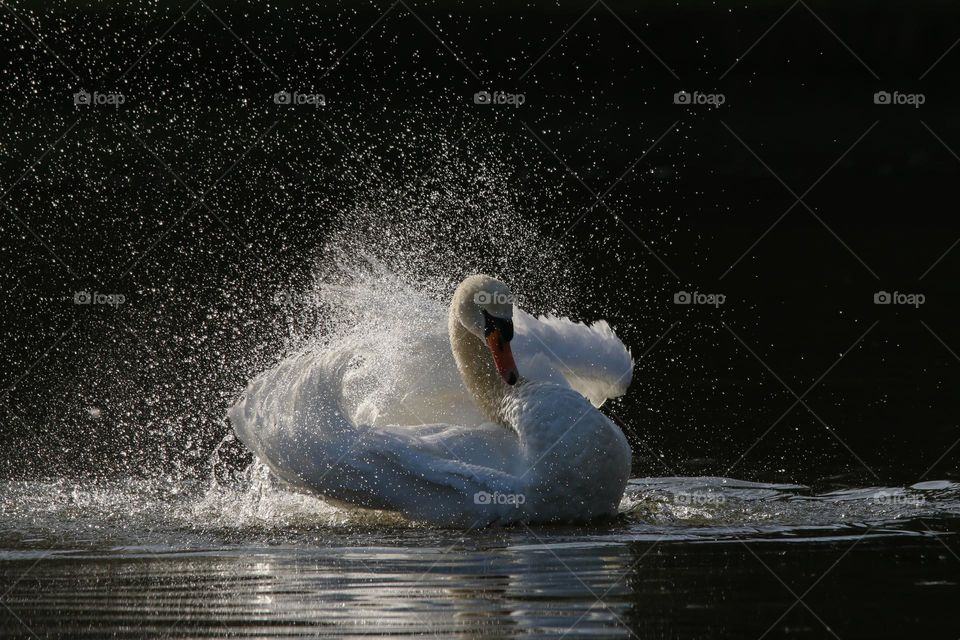 Swan bath in a pond with droplets
