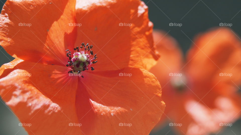 Amapolas
