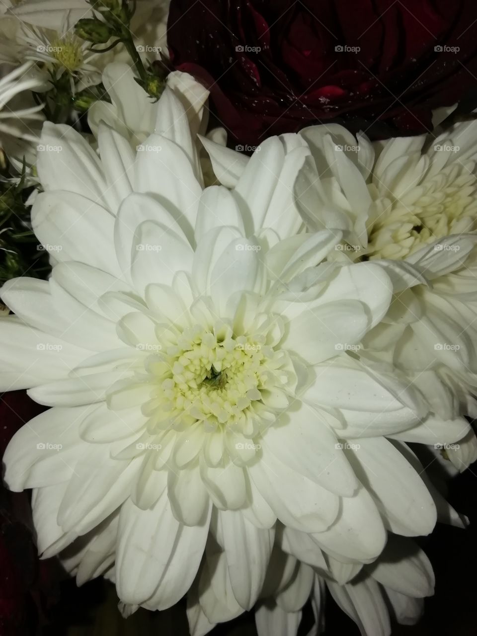 Flowers from a bouquet. Prettyness all-over
