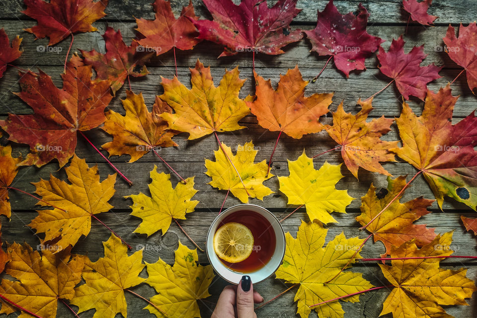 cup of tea in autumn leaves