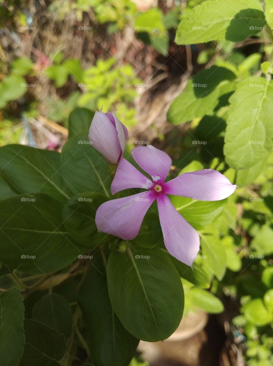 periwinkle pink flower seasonal fresh looks very beautiful generally found everywhere