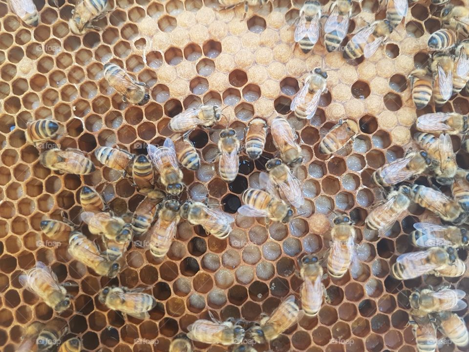 Honey Bee Larva Brood Frame