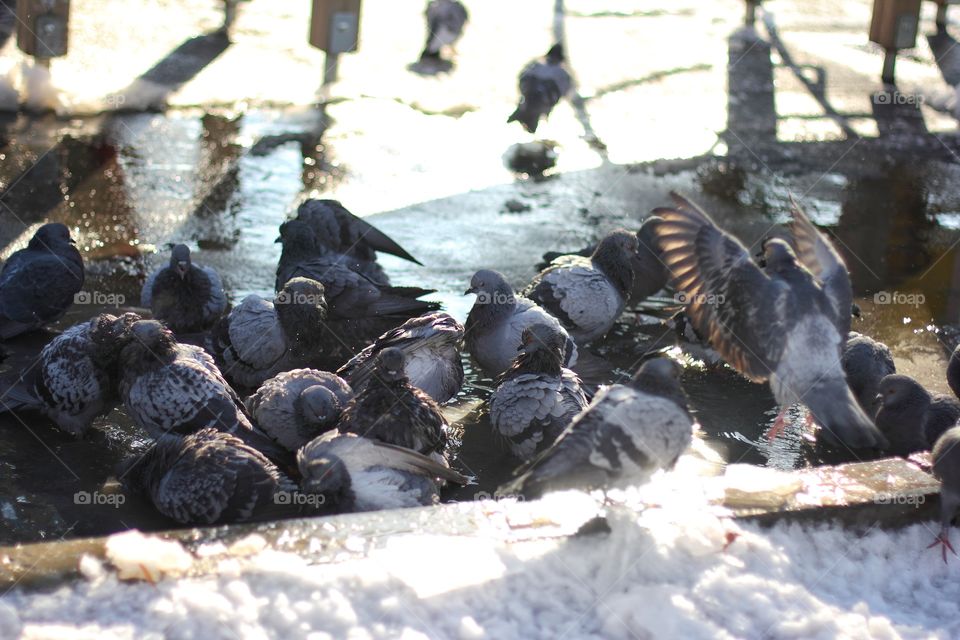 Pigeons bathe in a winter puddle in the thaw