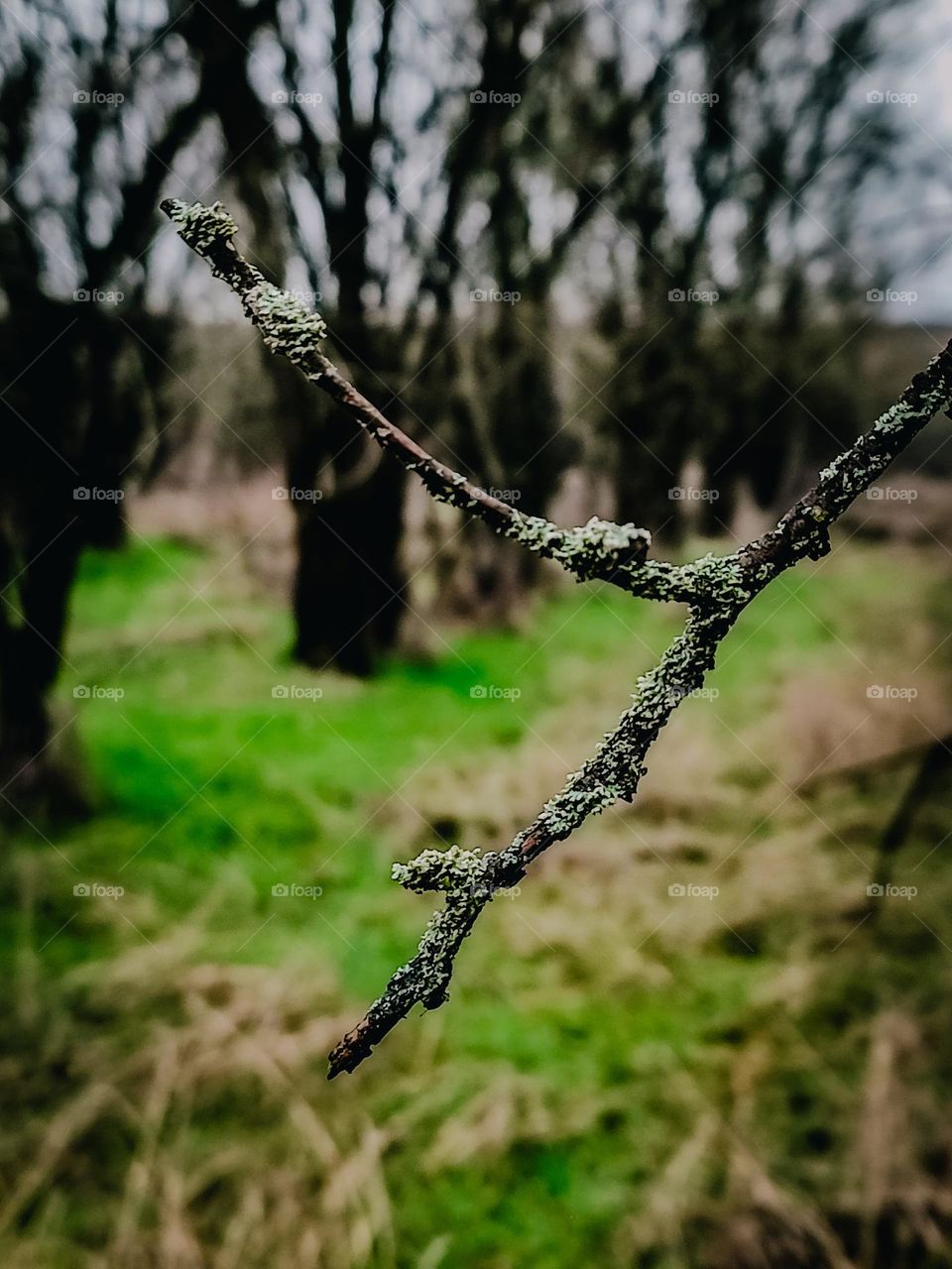 Brown tree branch without leaves, covered with green lichen with green grass and trees at the background in autumn forest
