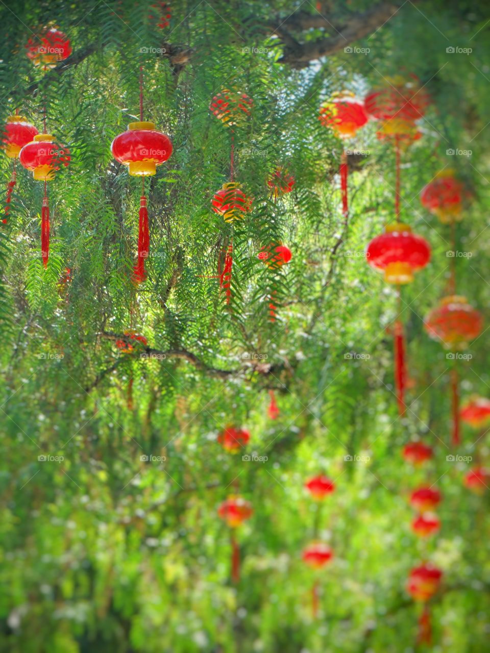 Chinese Hanging Lanterns
