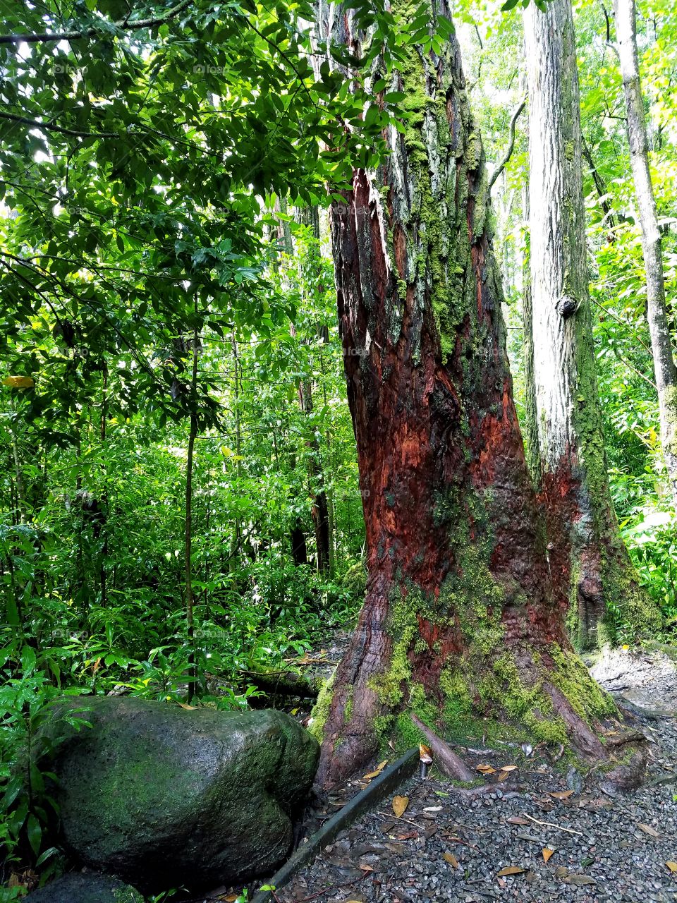 Colors of rainforest