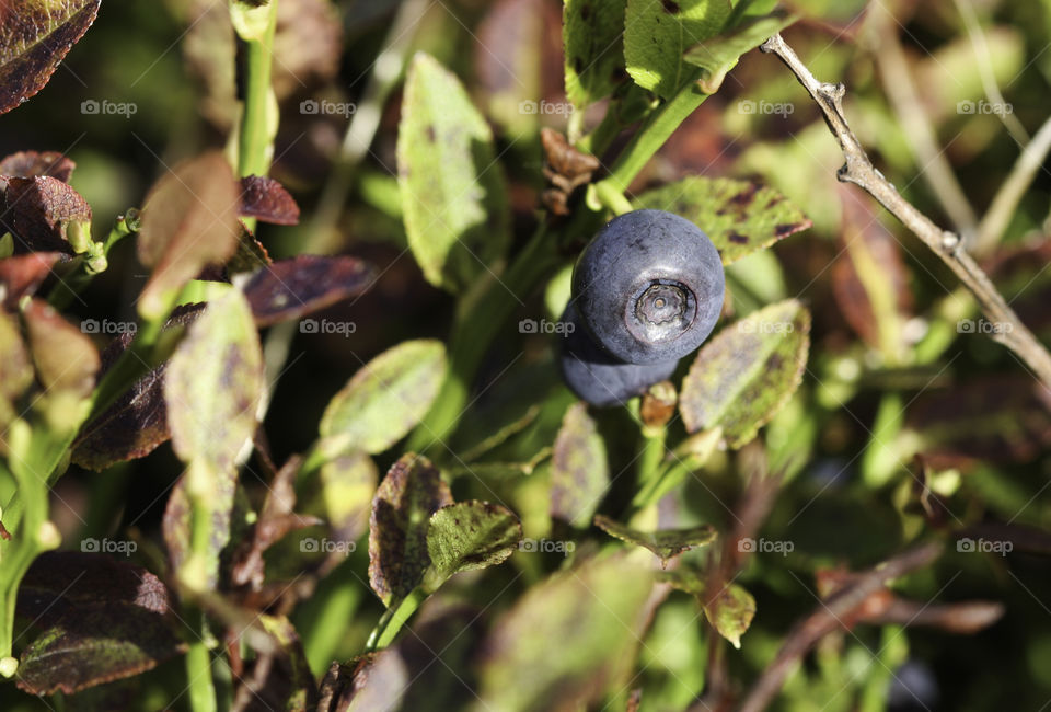 blueberries