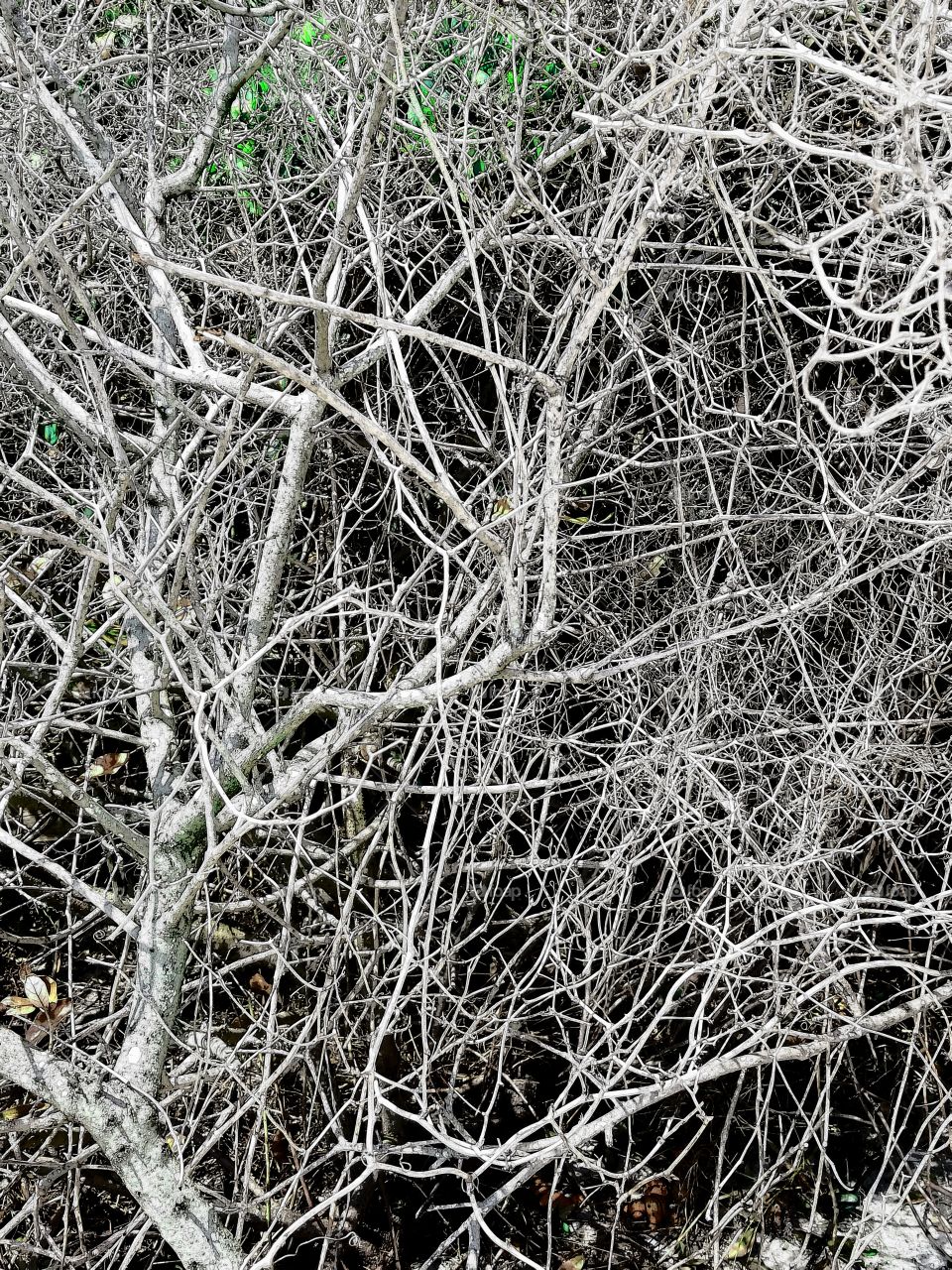 Dead Branches