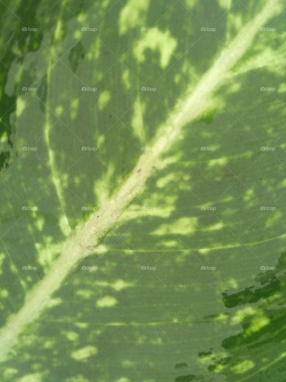 Texture photograpy of green leaf