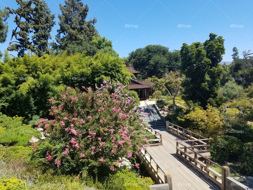 japanese garden