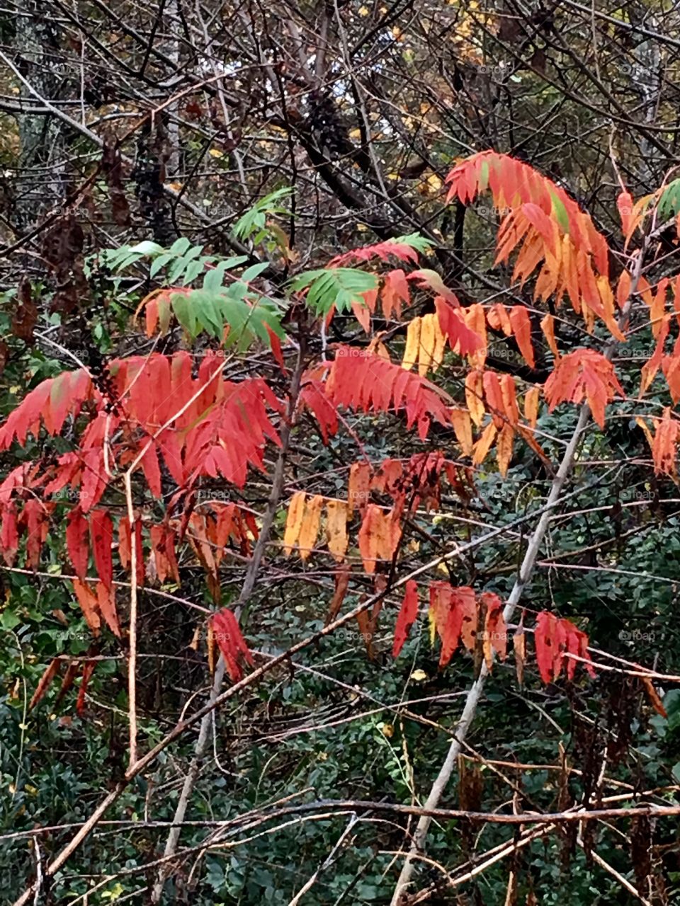Autumn shades of red