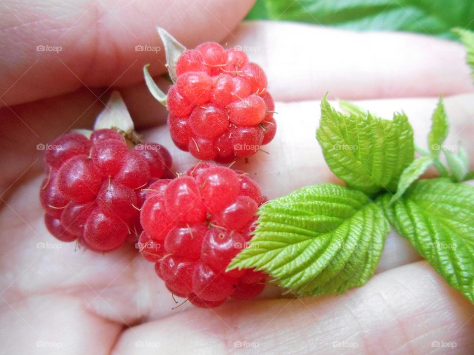 Close-up of rasp berry in human hand