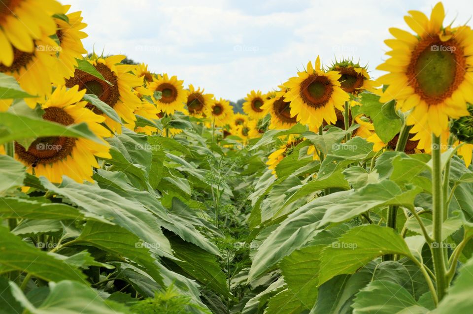 Sunflowers. Pope Conservancy