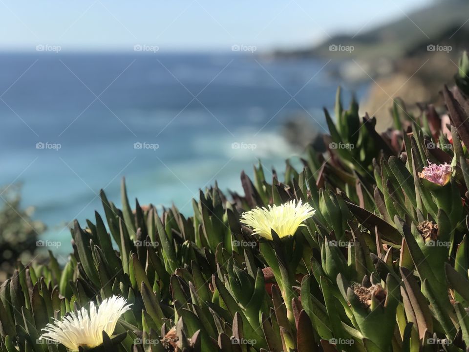 Beach flowers just seem to master beauty. The sun shines upon the thin yellow petals as they reach up to grab it. The ocean, always changing hues of blue, acts as the perfect backdrop. 