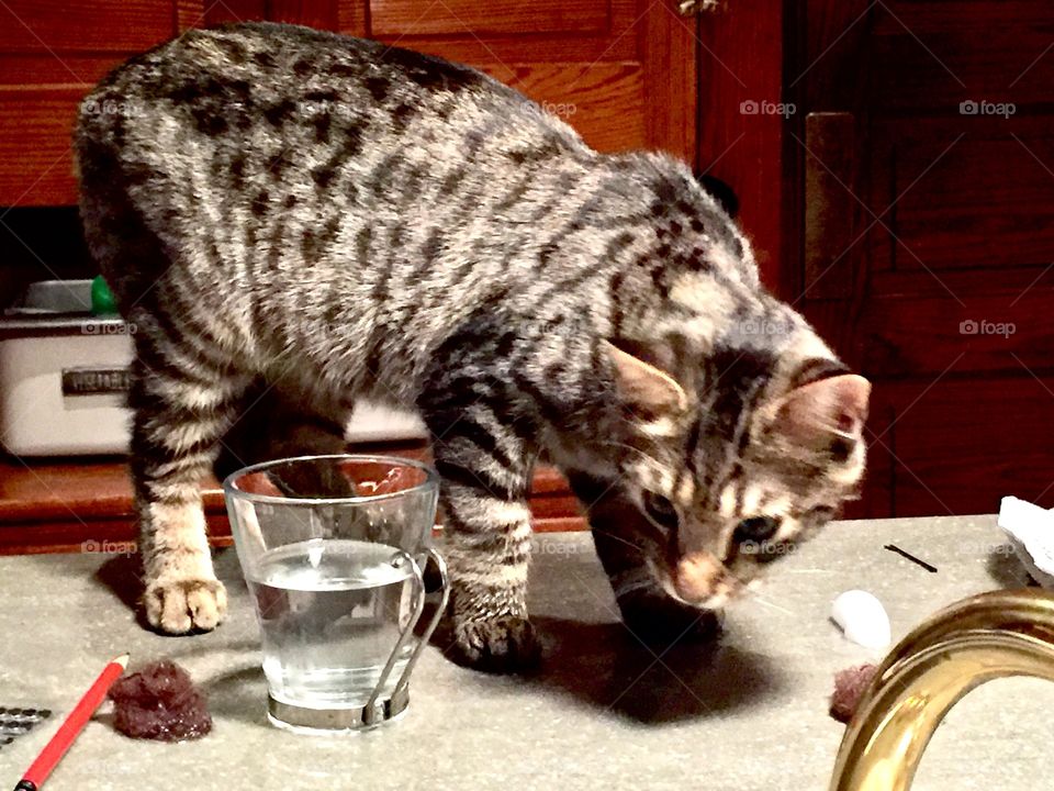 Guilty Kitty Caught on the Counter Drinking
