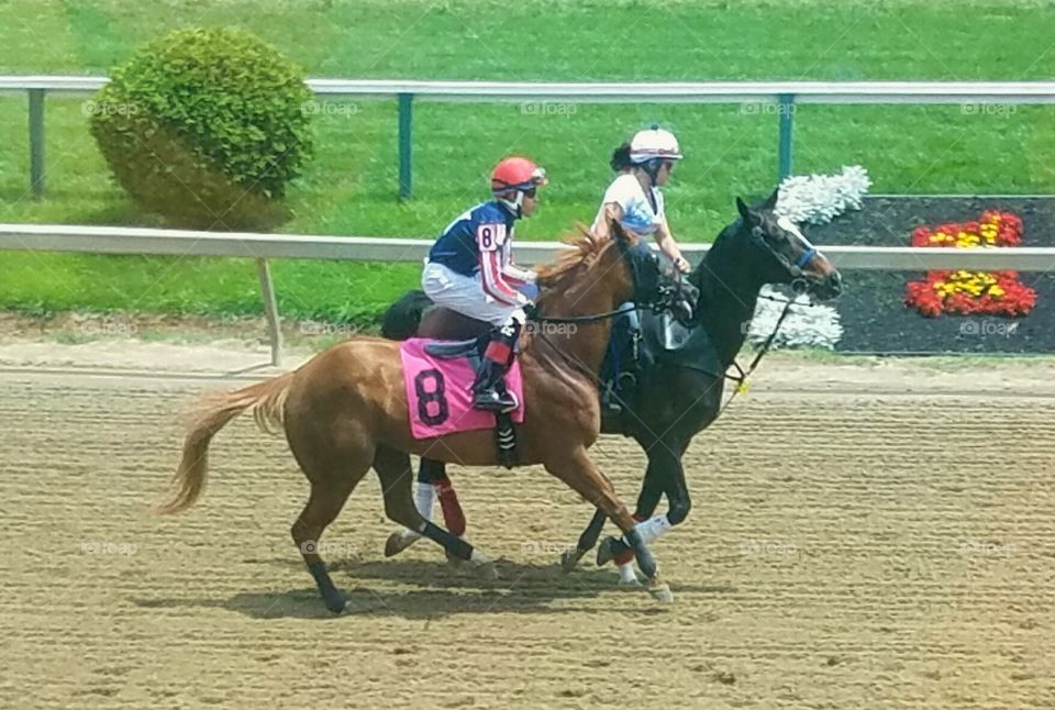 Horse, Race, Jockey, Track, Equine