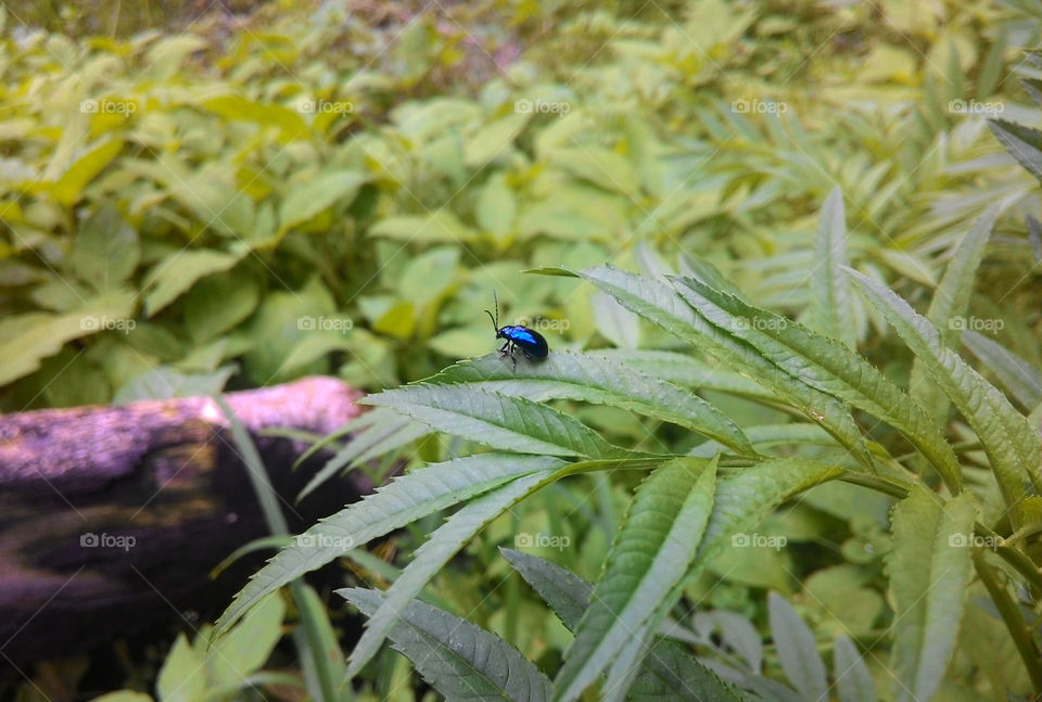 Blue Insect Perched on A Leaf