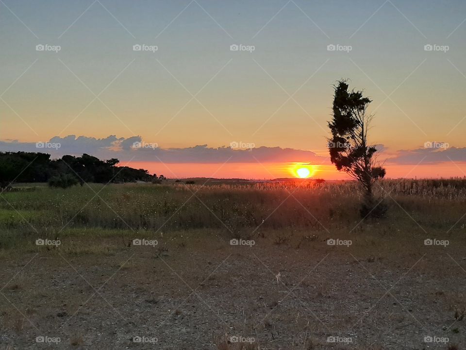 lone tree sunset