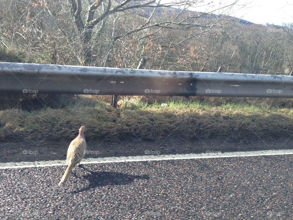 Pheasant on the Road 