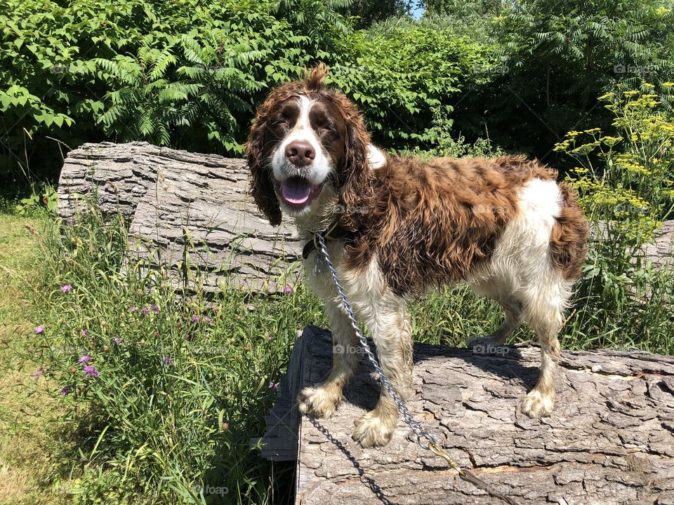 Live, Laugh, Bark!🐾 🌲