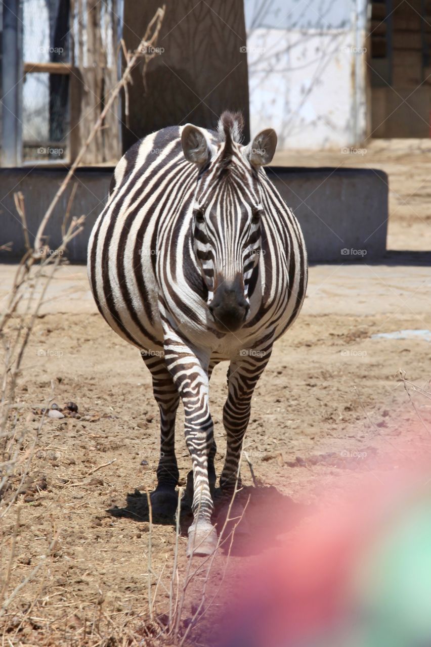 Mammal, Wildlife, Wild, Zebra, Animal