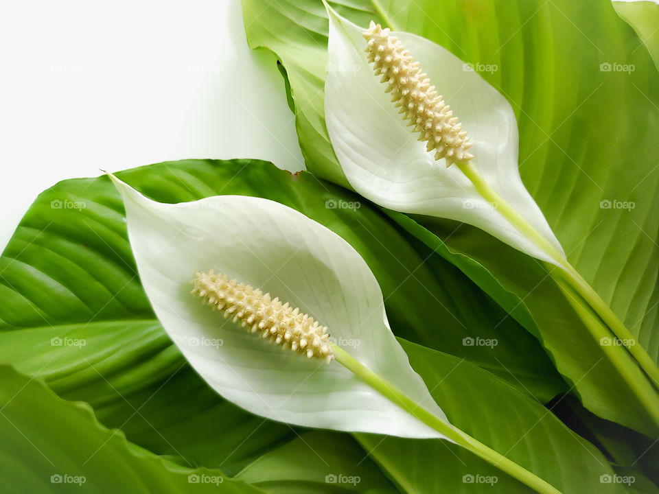 Peace lilies (Spathiphyllum), also known as closet plants. A sign of peace, innocence, purity, healing, hope, and prosperity.