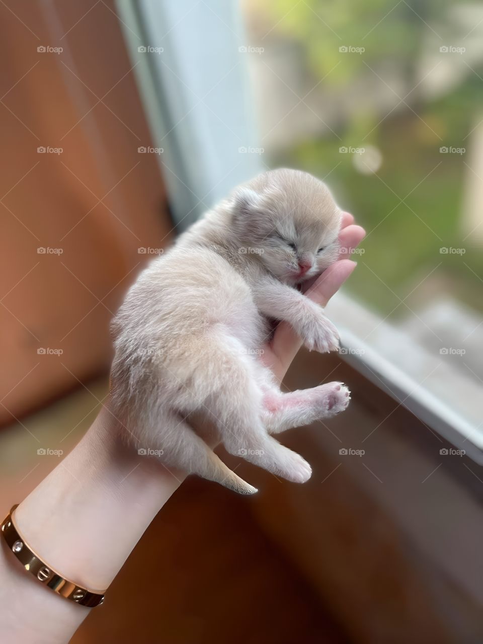sleeping kitten on my hand