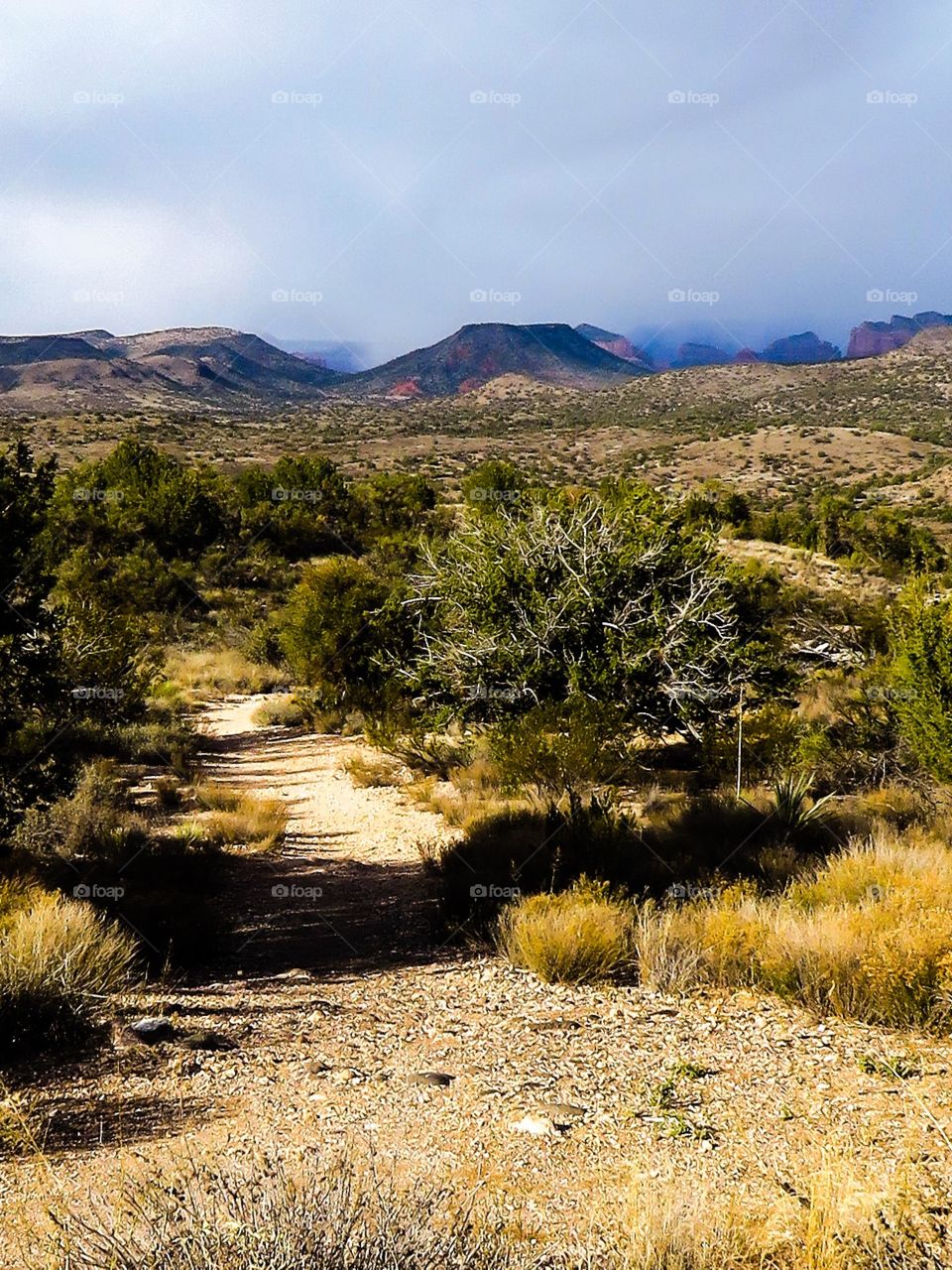 Desert trail