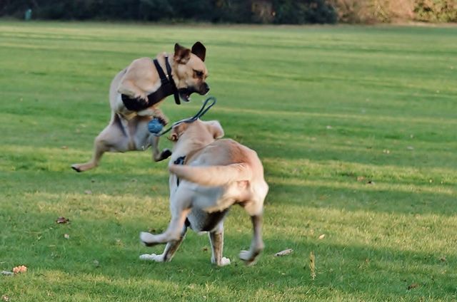 Dog jumps