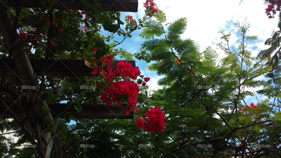 Bougainvilles and trees